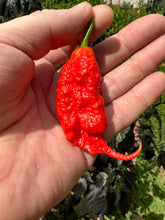 Load image into Gallery viewer, Small Flat Rate Box of Fresh Hot and Super Hot Peppers
